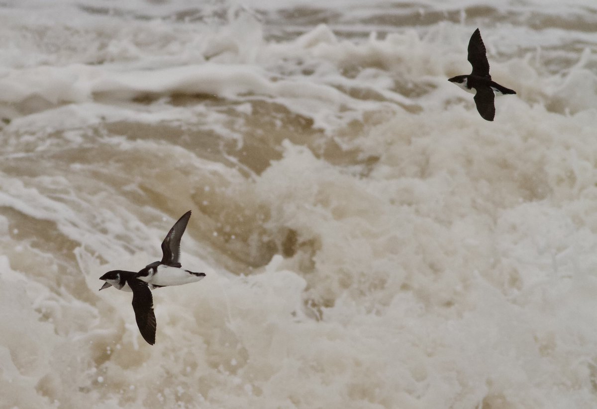 Mark Robanson tweet media