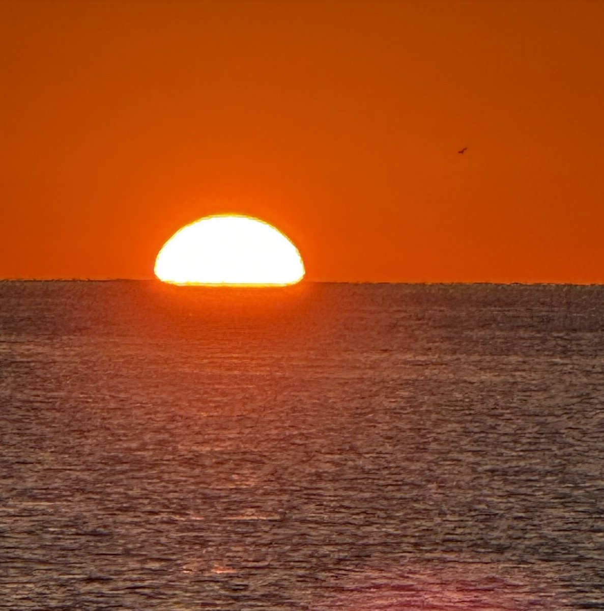 PŪNGAO ⚡️🍯 tweet media