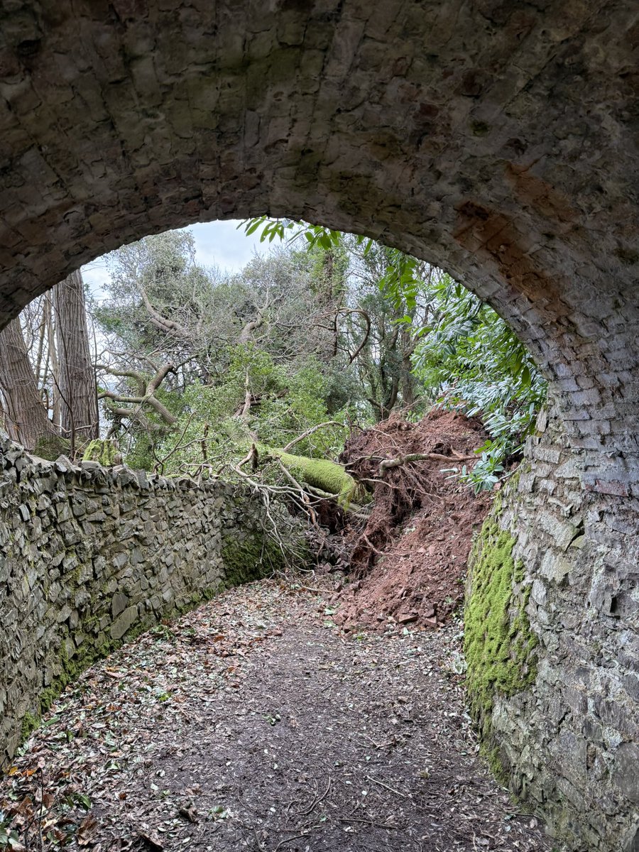 blackdownbirder's tweet image. Trees down just West of Porlock on @ExmoorNP coast path. Very happy to find signs of LSW possibly nesting in the Exmoor coastal woods between Porlock and Culbone @lesserspotnet