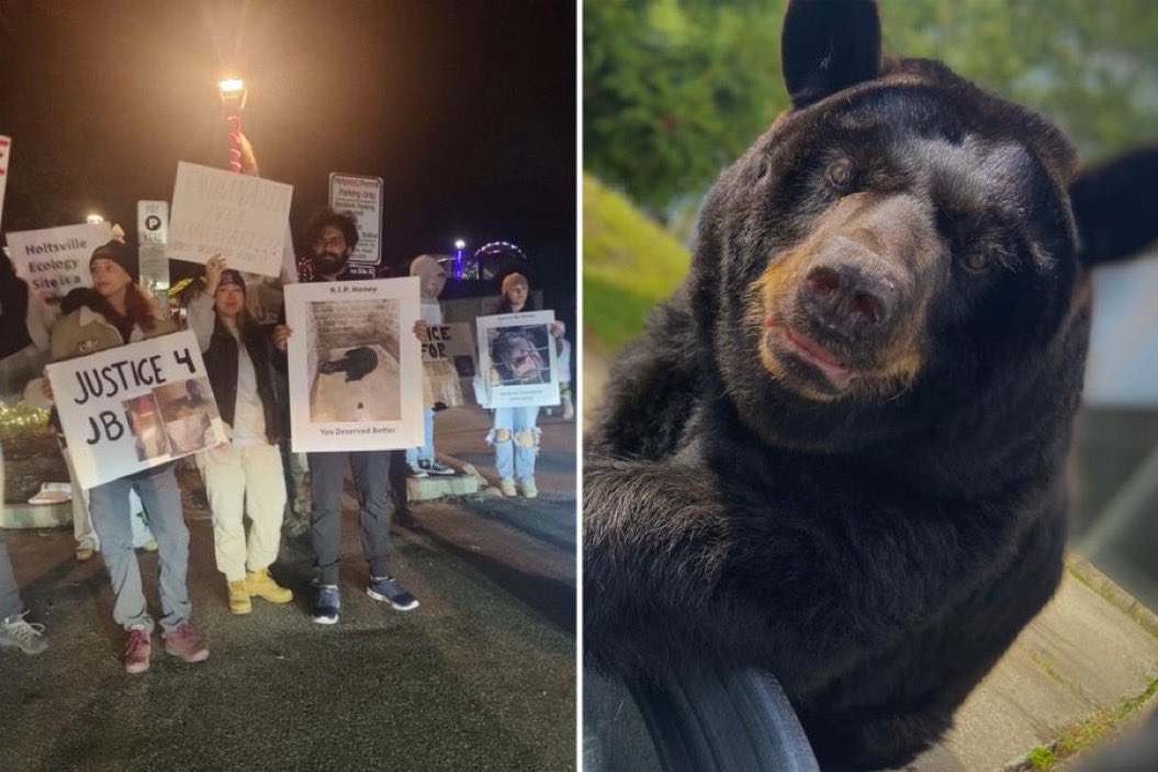 The8th__'s tweet photo. So, when will the CTO step in for $Honey? If @justinsuntron can spend $6M on a banana, surely the community can come together to build and provide the necessary support for these animals in NYC to ensure they survive.

This isn’t just about justice—it’s about doing good every day.

#Honey @nypost @elonmusk