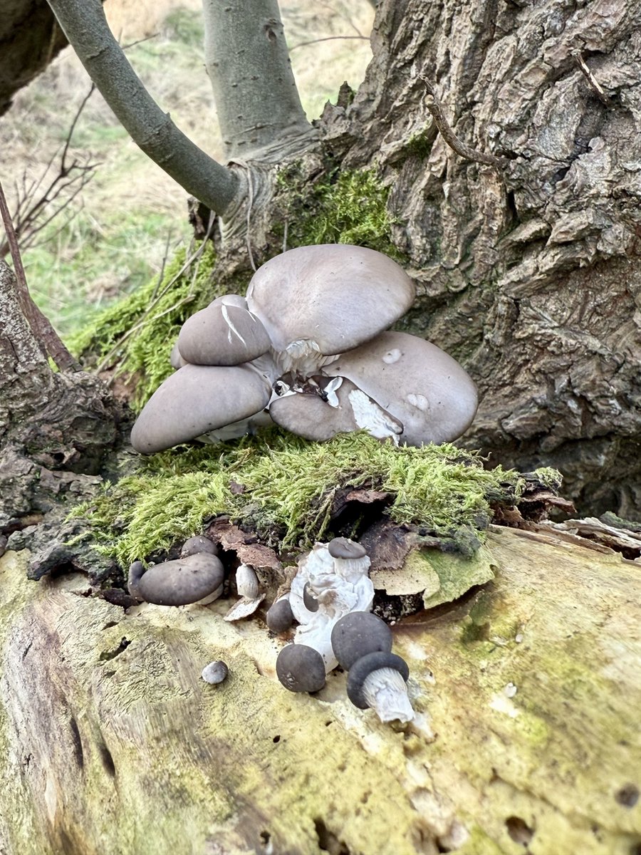 Oyster mushrooms caught my eye on todays walk