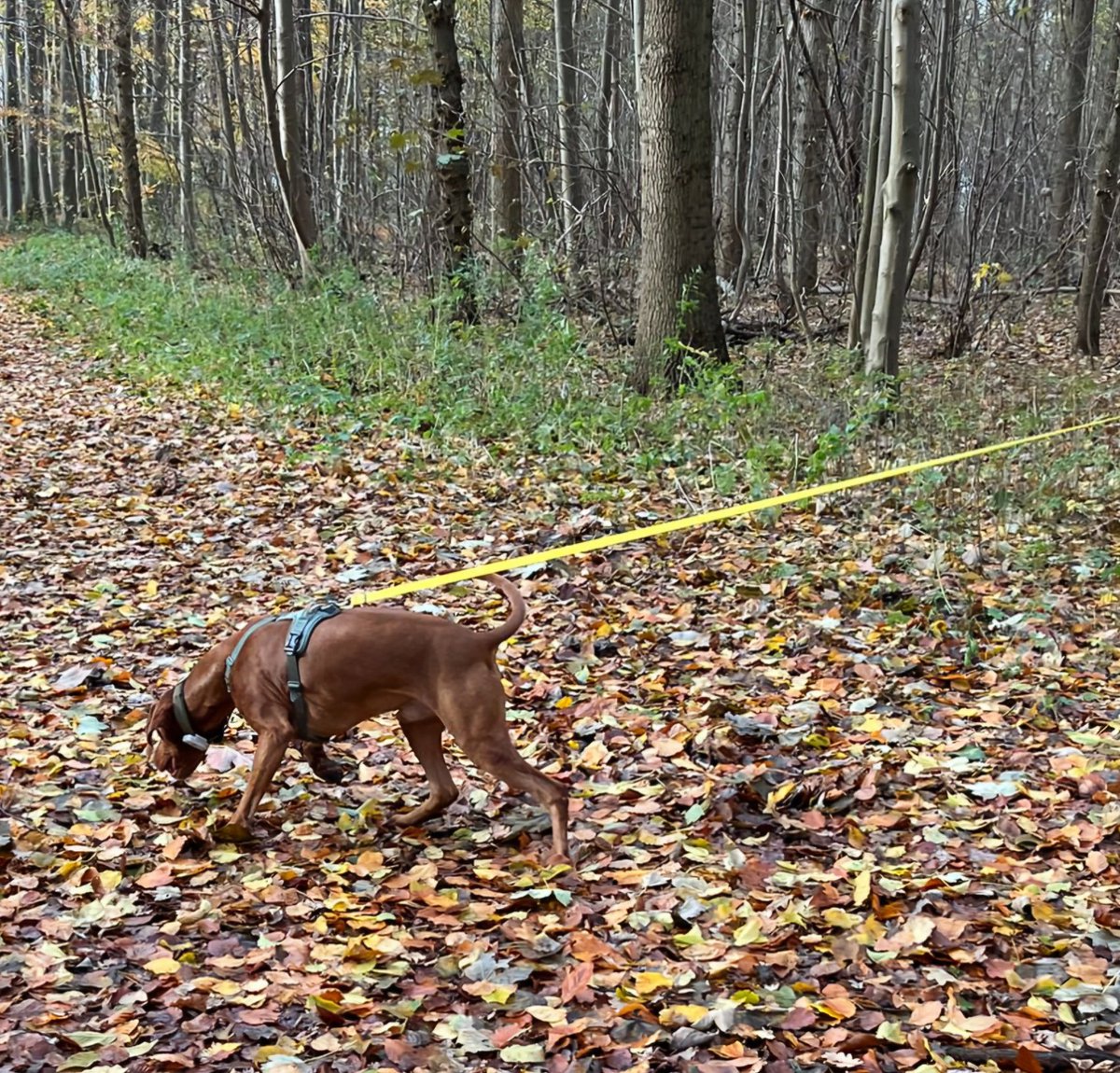 Bowie_thevizsla's tweet photo. Loveeee my #trackingtraining. They tell me I'm a natural talent. Well, I already knew that!
#trackingdog #vizslafun #vizslanederland #vizsla #vizslalove #socialdog #pets #pointerdog #dogmodel #dogs #velcrodog #dogfluencer #doglife #dogmom #hondenliefde #pets #DogsOfX https://t.co/UlJM3FmC9c