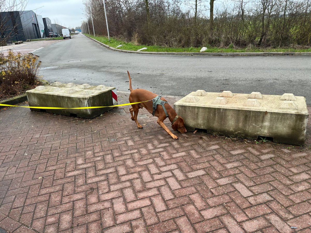 Bowie_thevizsla's tweet photo. Loveeee my #trackingtraining. They tell me I'm a natural talent. Well, I already knew that!
#trackingdog #vizslafun #vizslanederland #vizsla #vizslalove #socialdog #pets #pointerdog #dogmodel #dogs #velcrodog #dogfluencer #doglife #dogmom #hondenliefde #pets #DogsOfX https://t.co/UlJM3FmC9c