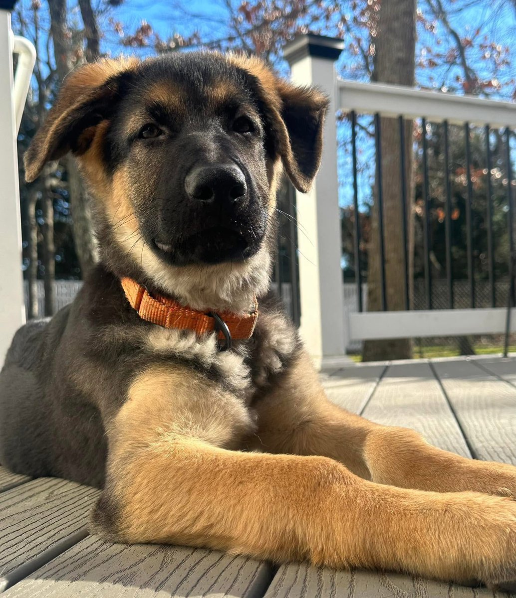 leaderofthepak's tweet photo. If you are able to help towards Ruck's veterinary care, we would greatly appreciate it. Thank you for considering supporting Ruck on his journey.

https://t.co/j1pDu8gzJT https://t.co/NgK67TRMtB