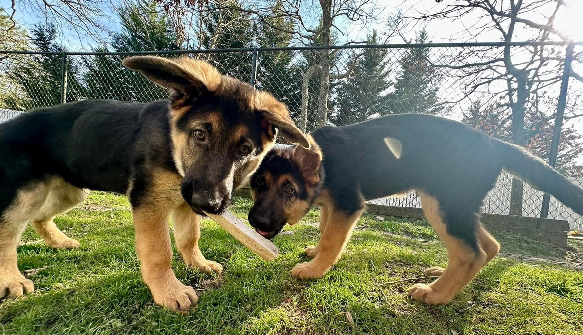leaderofthepak's tweet photo. If you are able to help towards Ruck's veterinary care, we would greatly appreciate it. Thank you for considering supporting Ruck on his journey.

https://t.co/j1pDu8gzJT https://t.co/NgK67TRMtB