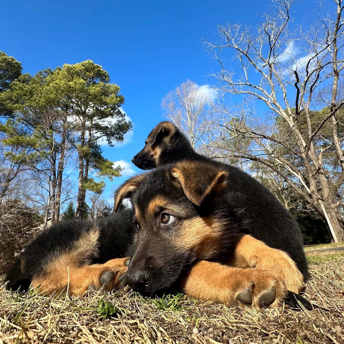 leaderofthepak's tweet photo. If you are able to help towards Ruck's veterinary care, we would greatly appreciate it. Thank you for considering supporting Ruck on his journey.

https://t.co/j1pDu8gzJT https://t.co/NgK67TRMtB