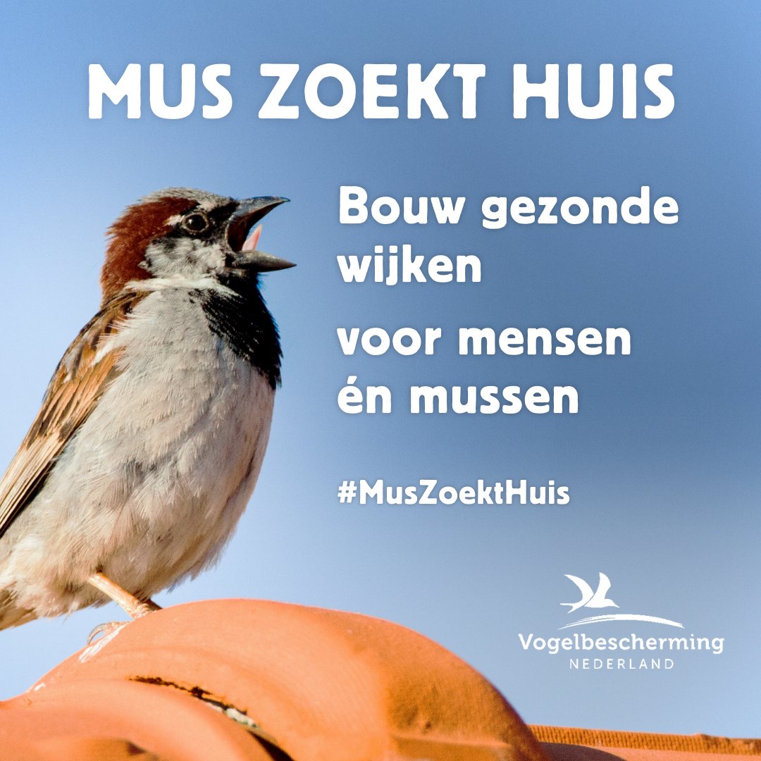 Er ligt een mooi plan om standaardneststenen in te bouwen in woonwijken. Met minder verschillende regels, waardoor bouwen sneller gaat. Minister Keijzer wil dit plan niet doorvoeren. Roep haar op om te bouwen aan gezonde en groene buurten voor mussen en mensen. #MusZoektHuis