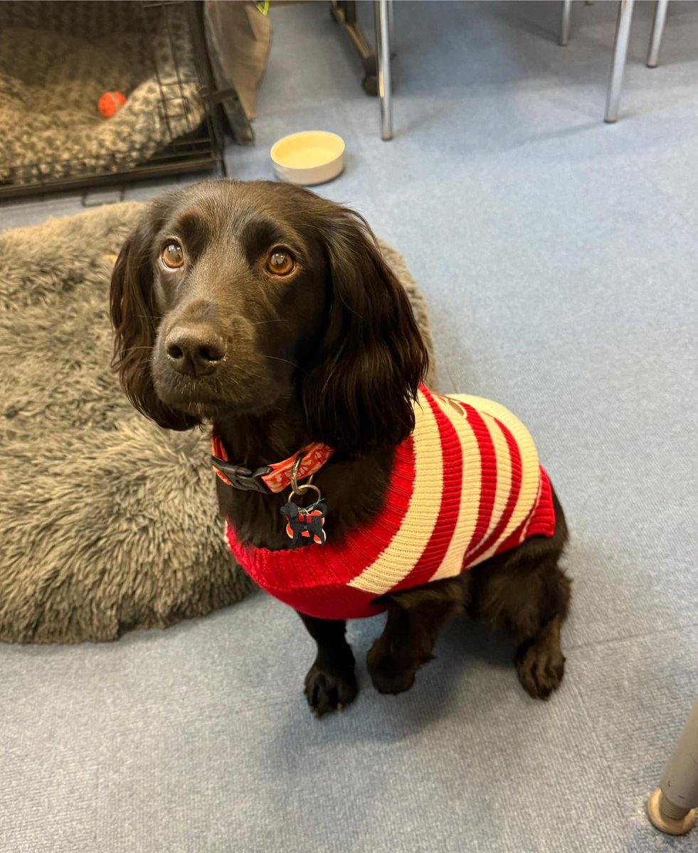 kcost's tweet photo. Christmas jumper day 1 with my office assistant. https://t.co/dSZlVsKm56