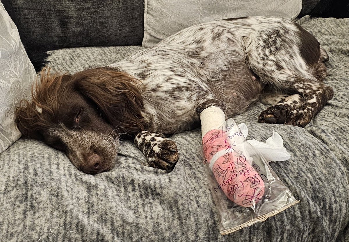 WMFS Fire Investigation Dog tweet media