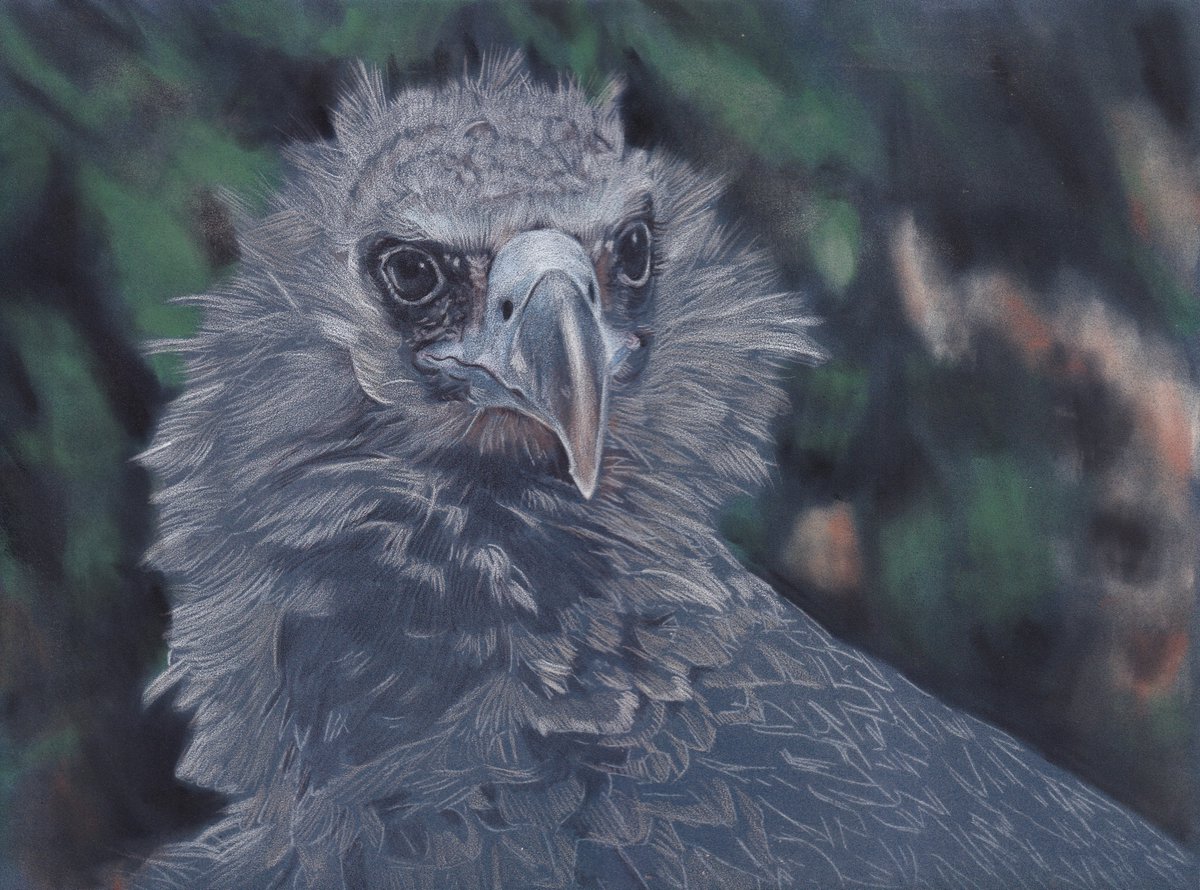 AnnemiekesArt's tweet photo. Darker drawings come out better when I scan them apparently...
Work in progress, coloured pencils on Pastelmat, pan pastel background. A3 sized, from my own photo.
The beautiful Delores 😍😍😍
#lovevultures
#aegypiusmonachus https://t.co/LvkPk19xf6
