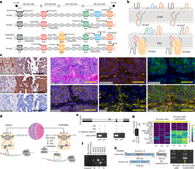 Ovarian tumor cells gain competitive advantage by actively reducing the cellular fitness of microenvironment cells go.nature.com/4f7daor