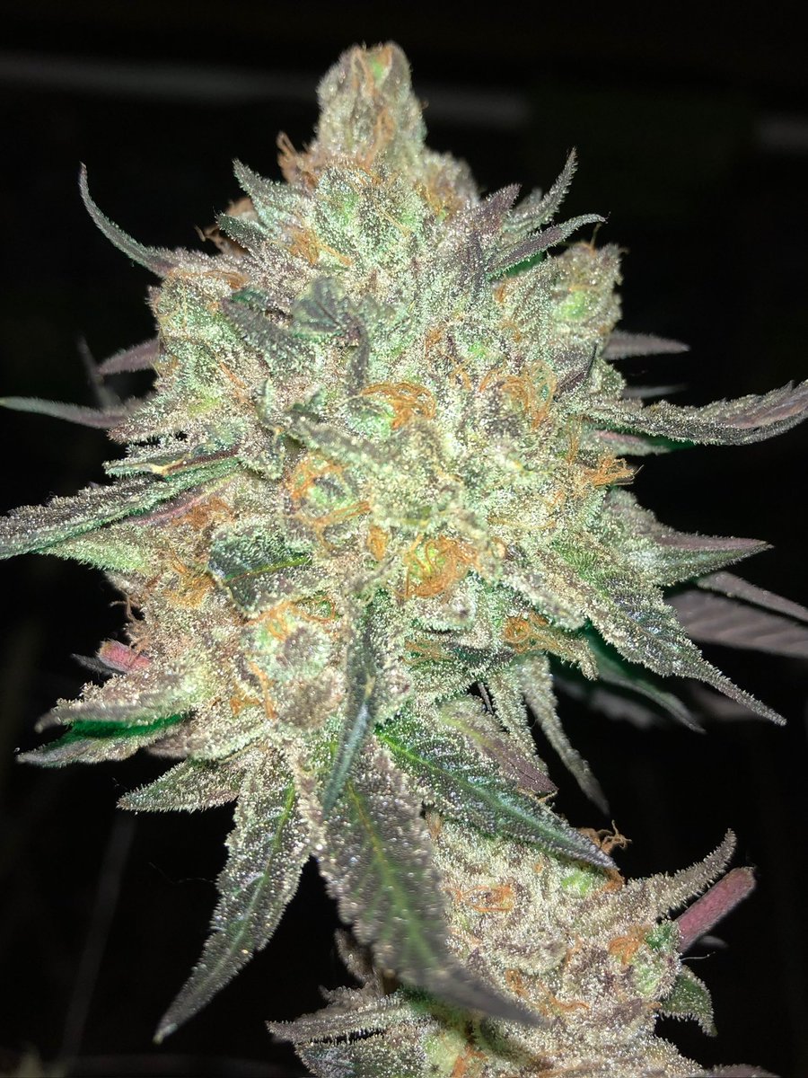 B Real ™ tweet media