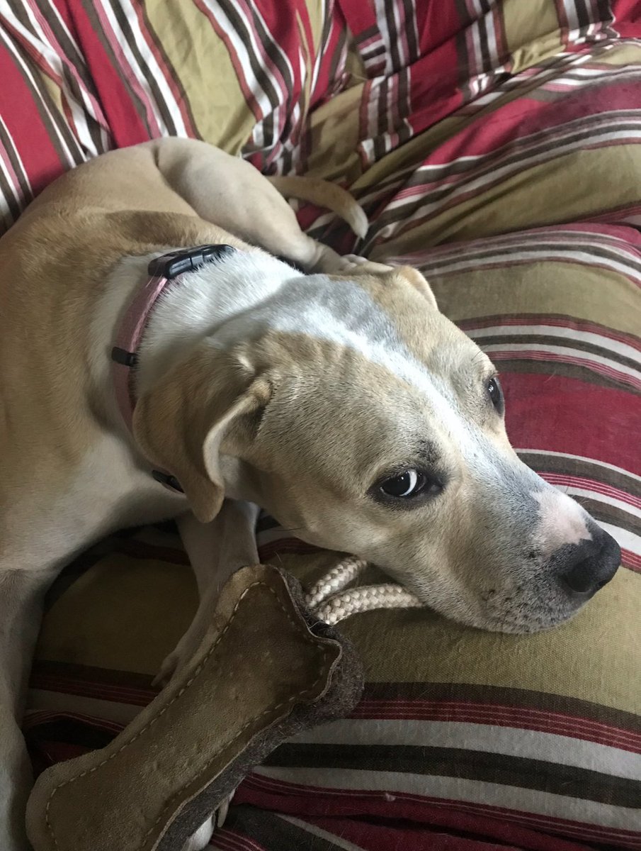 Anne Margaret Daniel tweet media