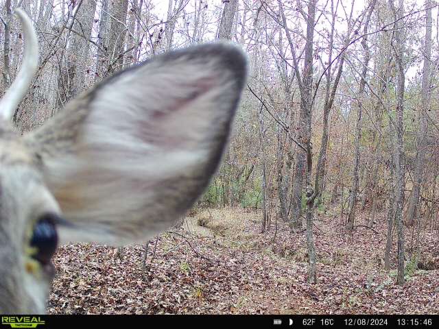 MLCotcher's tweet photo. @LindsayThomasJr What’s the best guess what’s going on with this buck’s eye? https://t.co/jbjIqYnHdU