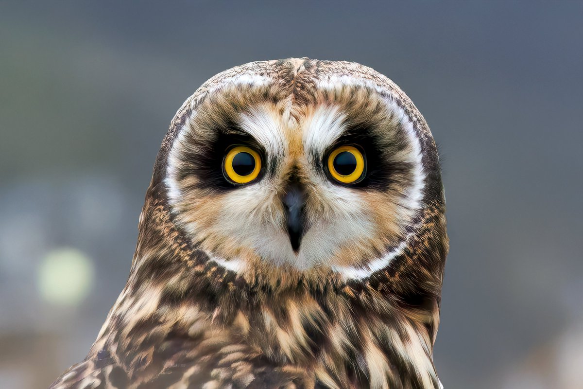Short-eared owl profile #Birds #Yorkshire #Wildlife wildlifeandtravel.com