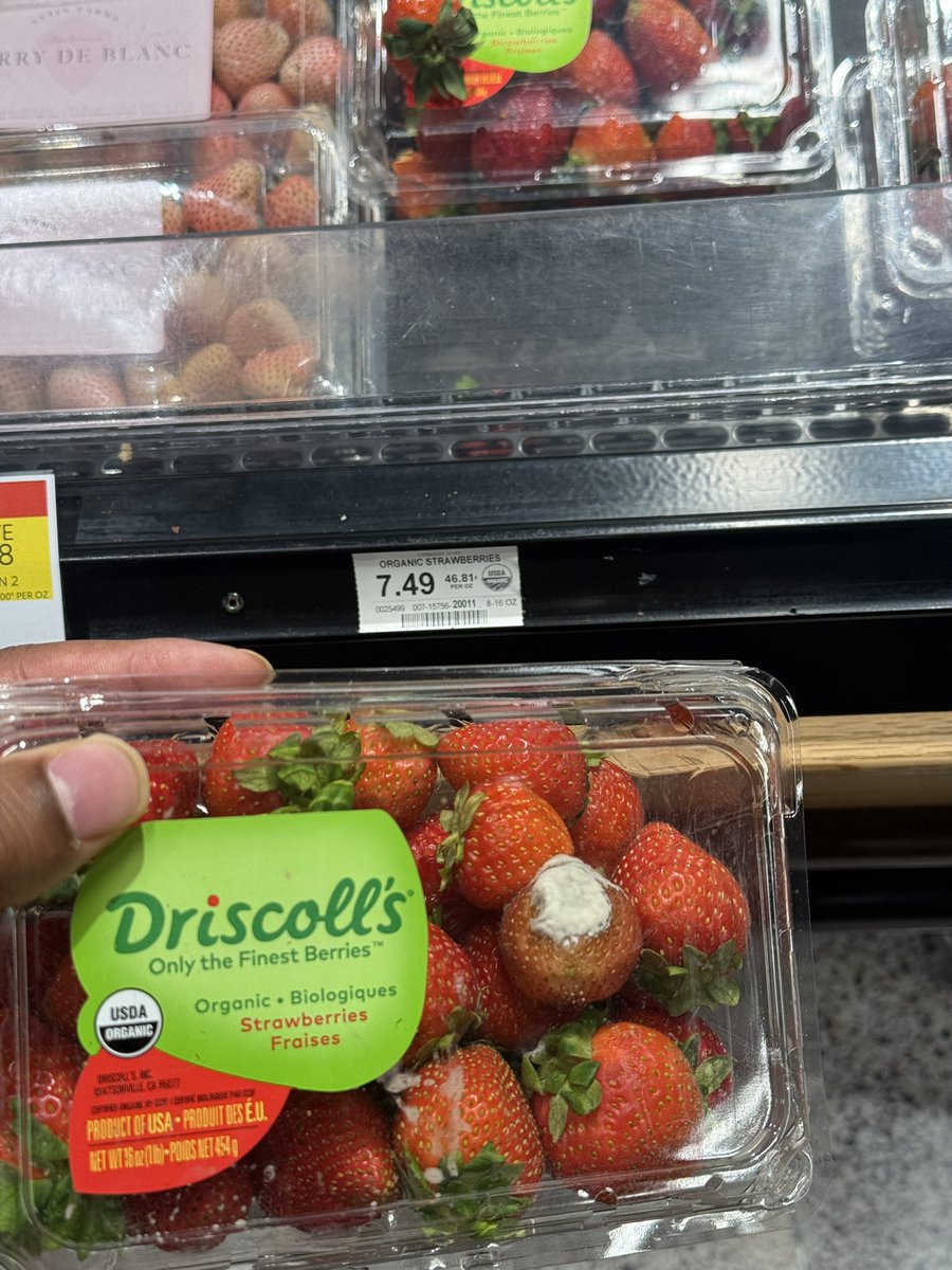 It’s been a challenge to find fresh strawberries at your stores lately. $7.49 for molded strawberries is wild <a href="/Publix/">Publix</a>
