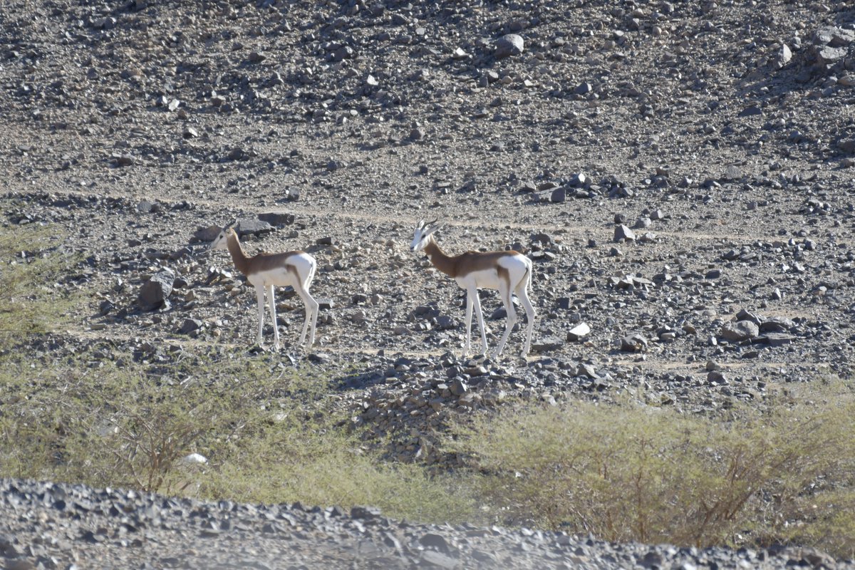 Sahara Conservation tweet media