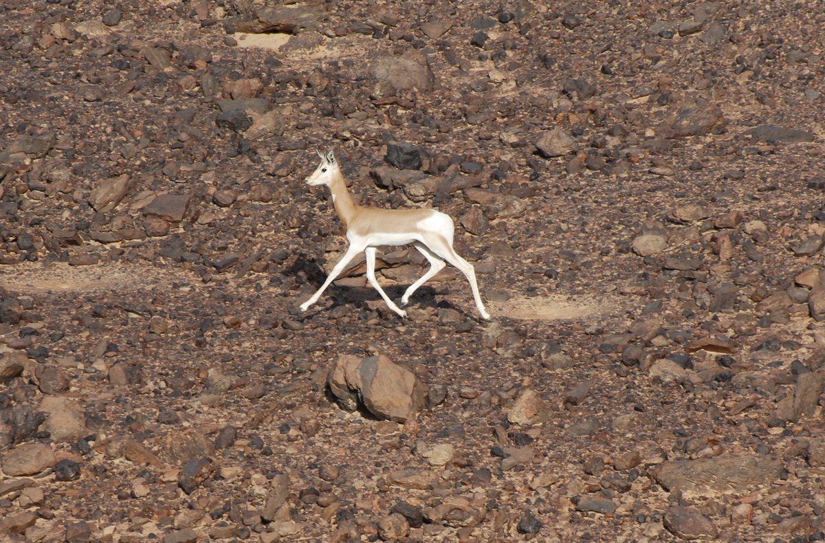 Sahara Conservation tweet media