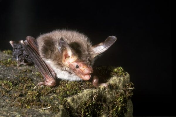 Bat Conservation Trust (@_bct_) on Twitter photo Our response to the <a href="/10DowningStreet/">UK Prime Minister</a> Plan for Change speech - It is only by taking nature conservation seriously that we will be able to benefit from it while also meeting the demand for development. bats.org.uk/news/2024/12/p… Our response to the <a href="/10DowningStreet/">UK Prime Minister</a> Plan for Change speech - It is only by taking nature conservation seriously that we will be able to benefit from it while also meeting the demand for development. bats.org.uk/news/2024/12/p…