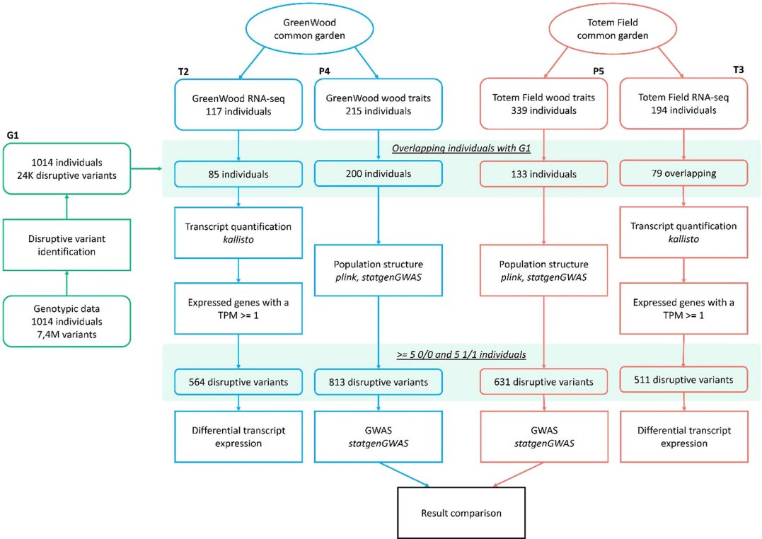 plantgenome's tweet photo. Authors of a new study identified disruptive variants in the Populus trichocarpa genome and assessed their associations with xylem gene expression and wood property.

https://t.co/gylvOYpThb https://t.co/qe4YYr0rnW