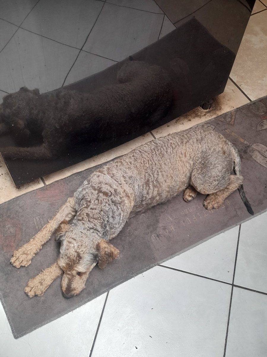 Pamais01's tweet photo. Se encontró perrita en la comuna de san Bernardo , según chip es de peñalolen no hay más datos tiene 5 años y está esterilizada 
Favor ayúdenme a buscar a sus dueños o un buen hogar
@SanBernardocl
 @penalolen @tudia_13 https://t.co/nLqEJyUZLs