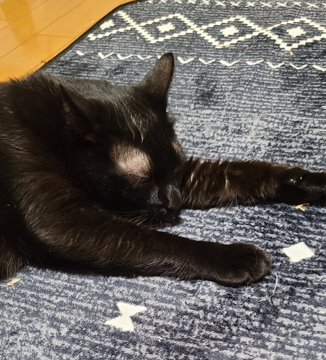 nyantariku's tweet photo. おはようございますにゃฅฅでもまだ眠いニャฅฅ
 #くろねこ
 #黒ねこはいいぞ
 #ねこのいる暮らし 
 #ねこすきさんと繋がりたい https://t.co/Yh18TJR3jq
