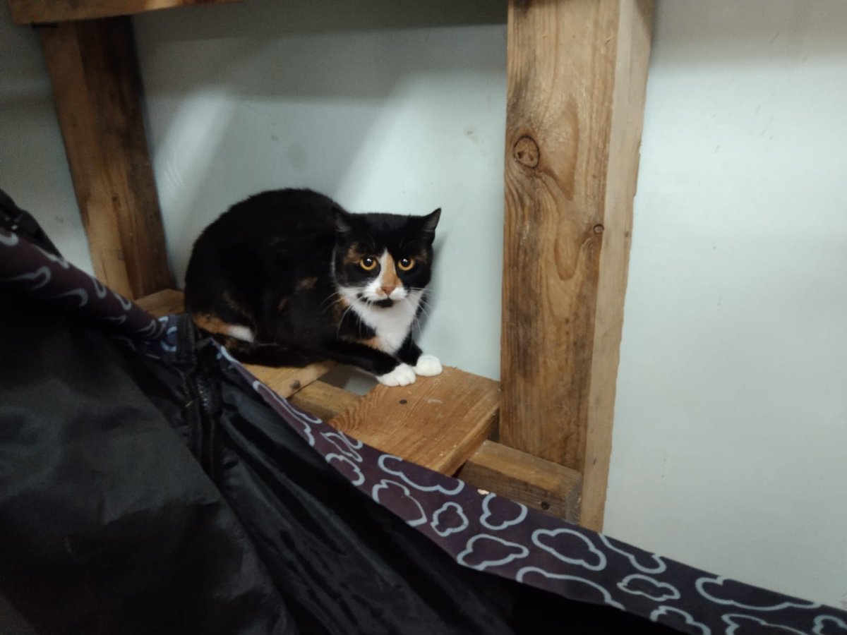 Dla tych pysiów zbieramy😍