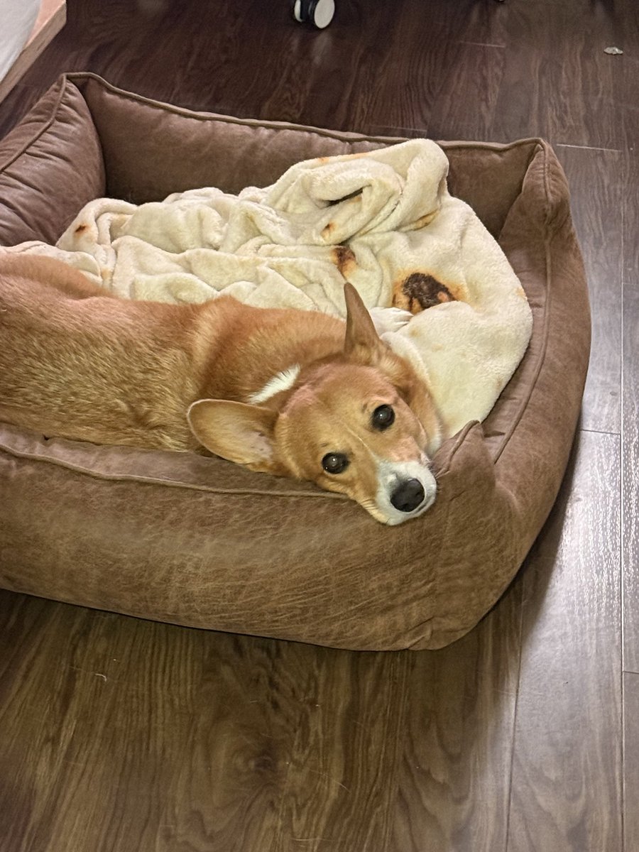 I don’t really tweet often but here’s a photo of my dog. He baby. ❤️🥹