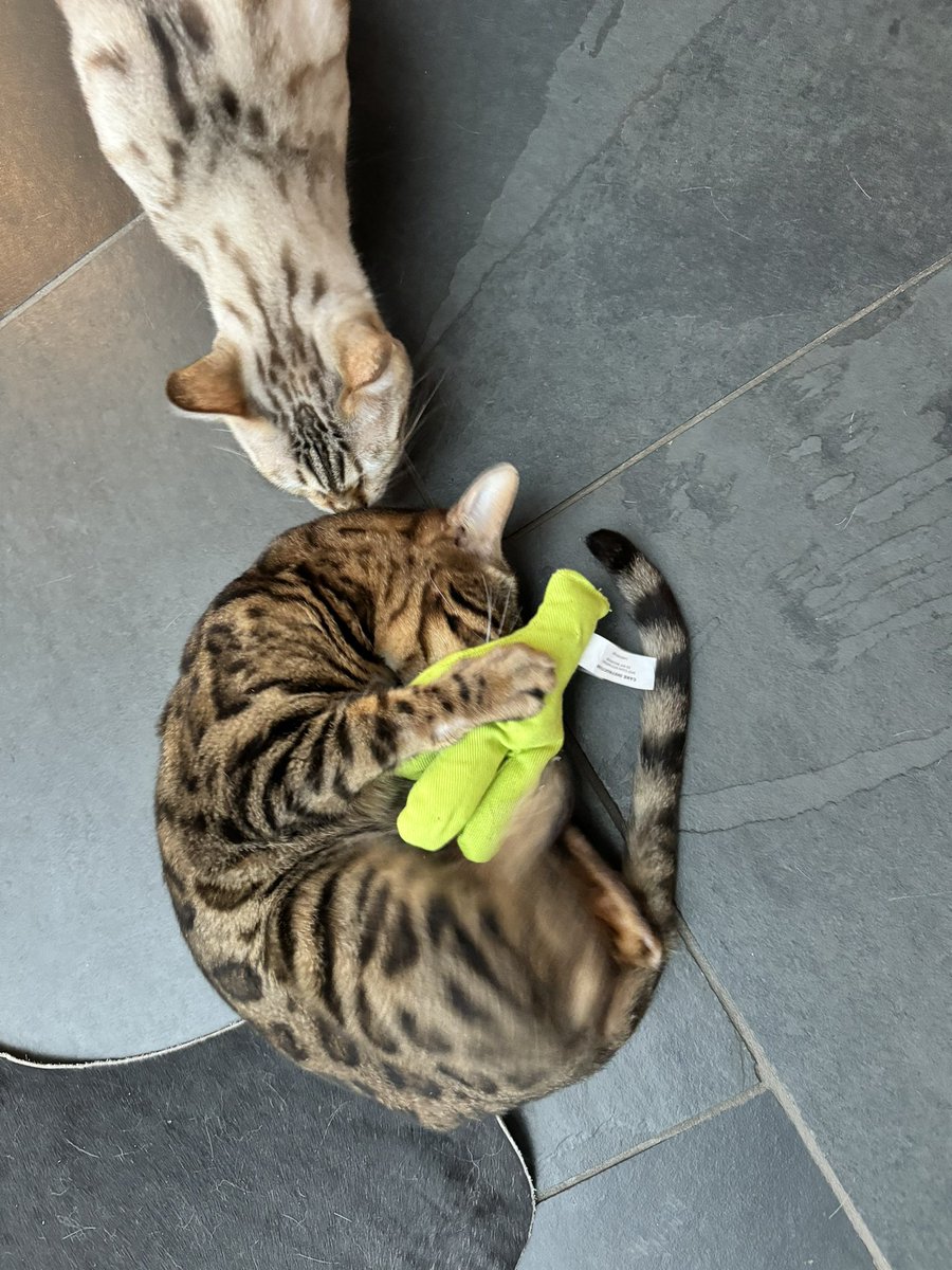 Oh pals! We loves ya! We went a bit mad for the parcel and love our toys! Thanks so much <a href="/Percy_BengalCat/">Percy loves Archie, Frank, Pi & Ted ❤️❤️</a>  #TBXCSWAP #TeamBengal #MeowyCatmus