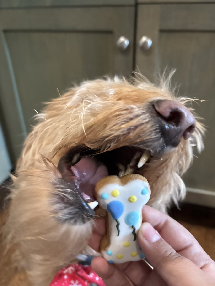 JironandCosmo's tweet photo. I’m extremely lucky to have an awesome administration that truly makes me feel cared about. We are a blue ribbon school, so Chewie got to celebrate with the kids today!! He absolutely scarfed down his treat. https://t.co/UnL2PmYHnr