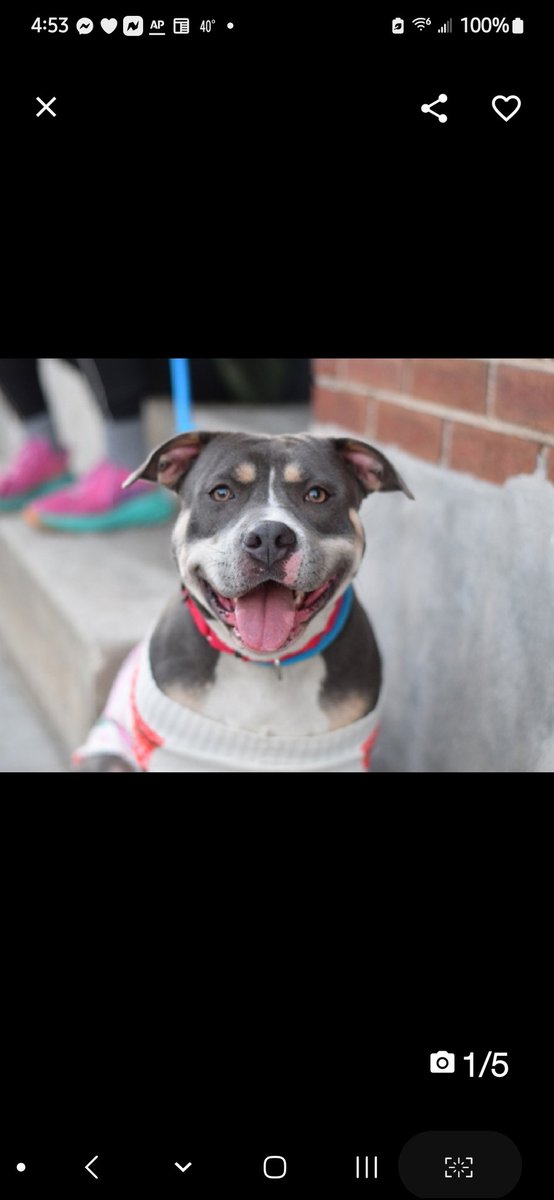 Julie🌻🐾 tweet media