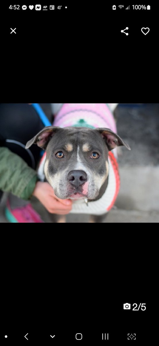 Julie🌻🐾 tweet media