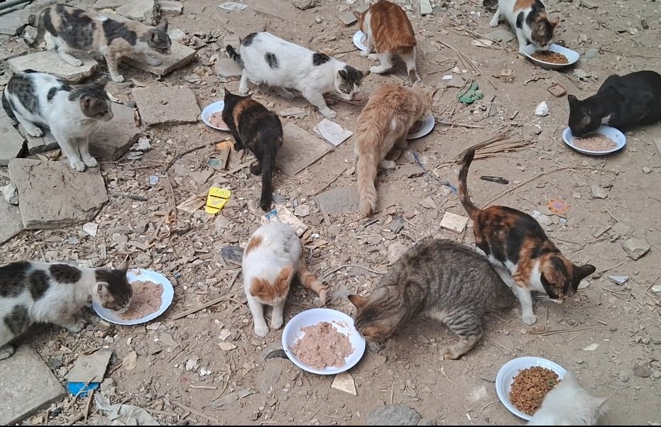 AnimalFriendsAF's tweet photo. What is the fault of these Gazan weak creatures that their fate should be like this? They hear the bombing sound from every direction, & they have no place to flee to, & their eyes are full of terror, & they don't know what or why this is happening. The bitter cold attacks their bodies. They even find little food. Every night, I can't sleep because of the many thinking about what we will do when the food runs out. We all eat only 1 meal a day so that the food doesn't run out, & unfortunately the food runs out quickly. The situation is getting worse day by day, during a lake of funding & prices are increasing madly, we have lost control & are no longer able to even secure 1 meal a day to all.
‼️Donation links are below 👇🇵🇸🐱🙏
Donate AFS families:
https://t.co/sggwx4Vrto
Donate AFS animals:
https://t.co/8EI3vJWDPd
‼️PayPal link is mentioned in our bio, please write "AFS furs" or "AFS families" in note.
Thank yoj very much 🙏🇵🇸🐾🐱👨‍👩‍👧‍👦.