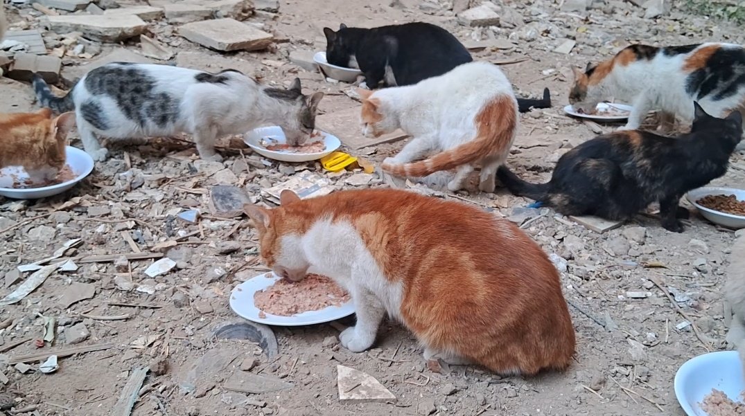 AnimalFriendsAF's tweet photo. What is the fault of these Gazan weak creatures that their fate should be like this? They hear the bombing sound from every direction, & they have no place to flee to, & their eyes are full of terror, & they don't know what or why this is happening. The bitter cold attacks their bodies. They even find little food. Every night, I can't sleep because of the many thinking about what we will do when the food runs out. We all eat only 1 meal a day so that the food doesn't run out, & unfortunately the food runs out quickly. The situation is getting worse day by day, during a lake of funding & prices are increasing madly, we have lost control & are no longer able to even secure 1 meal a day to all.
‼️Donation links are below 👇🇵🇸🐱🙏
Donate AFS families:
https://t.co/sggwx4Vrto
Donate AFS animals:
https://t.co/8EI3vJWDPd
‼️PayPal link is mentioned in our bio, please write "AFS furs" or "AFS families" in note.
Thank yoj very much 🙏🇵🇸🐾🐱👨‍👩‍👧‍👦.