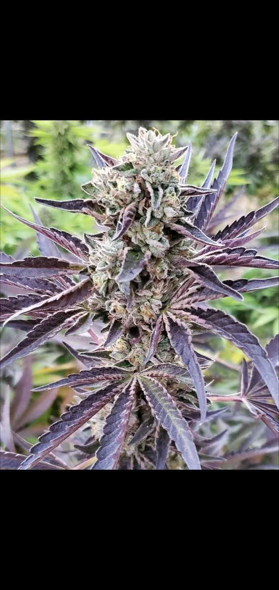 Weddingcake x sourbubble
Organic outdoor full sun