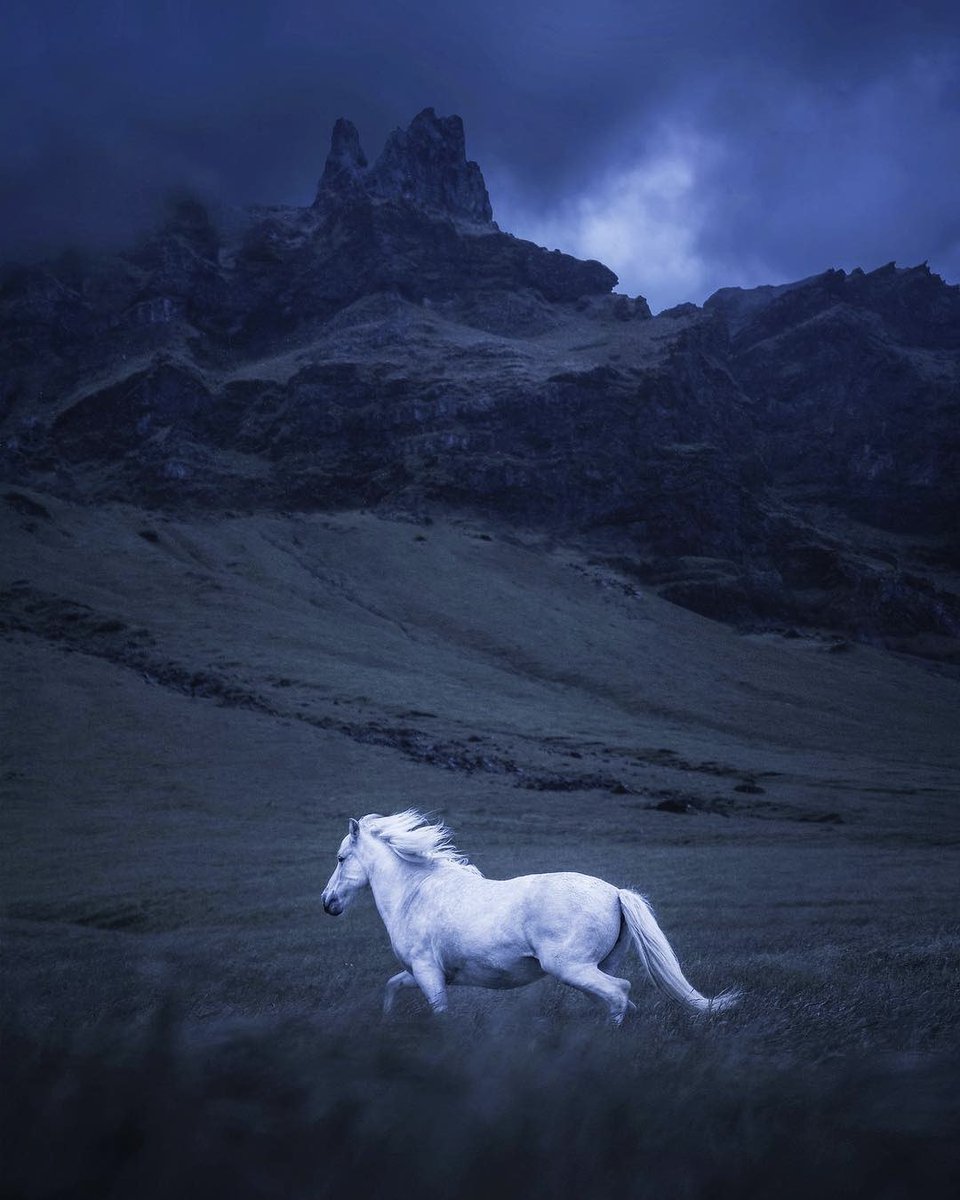 earthcurated's tweet photo. — Wild and free https://t.co/fSeVMrTjjs