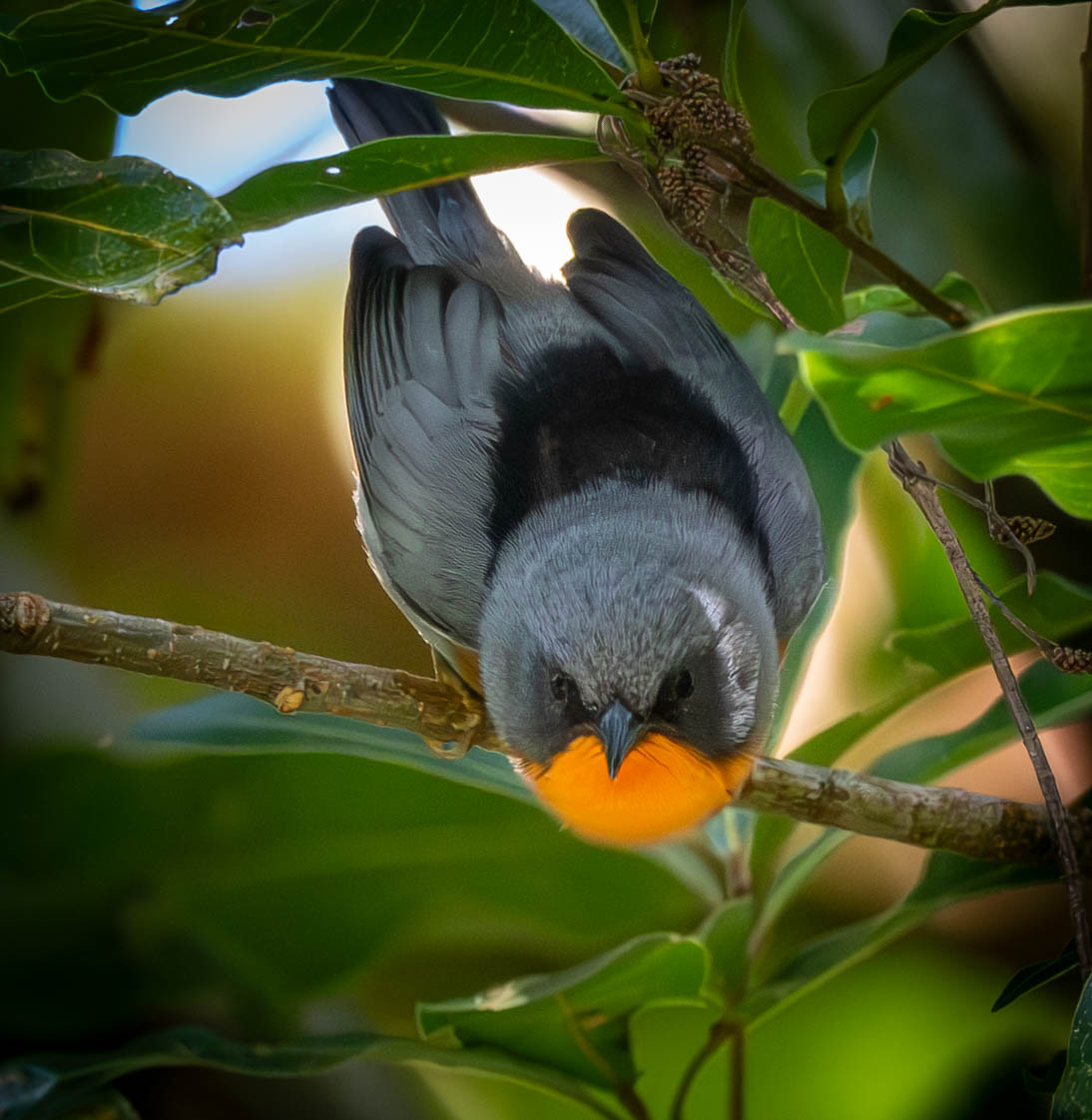 Flame-throated Warbler, Savegre, Costa Rica, November 2024 <a href="/ThePhotoHour/">#ThePhotoHour</a> <a href="/RuthWat00858506/">Ruth Watson</a>