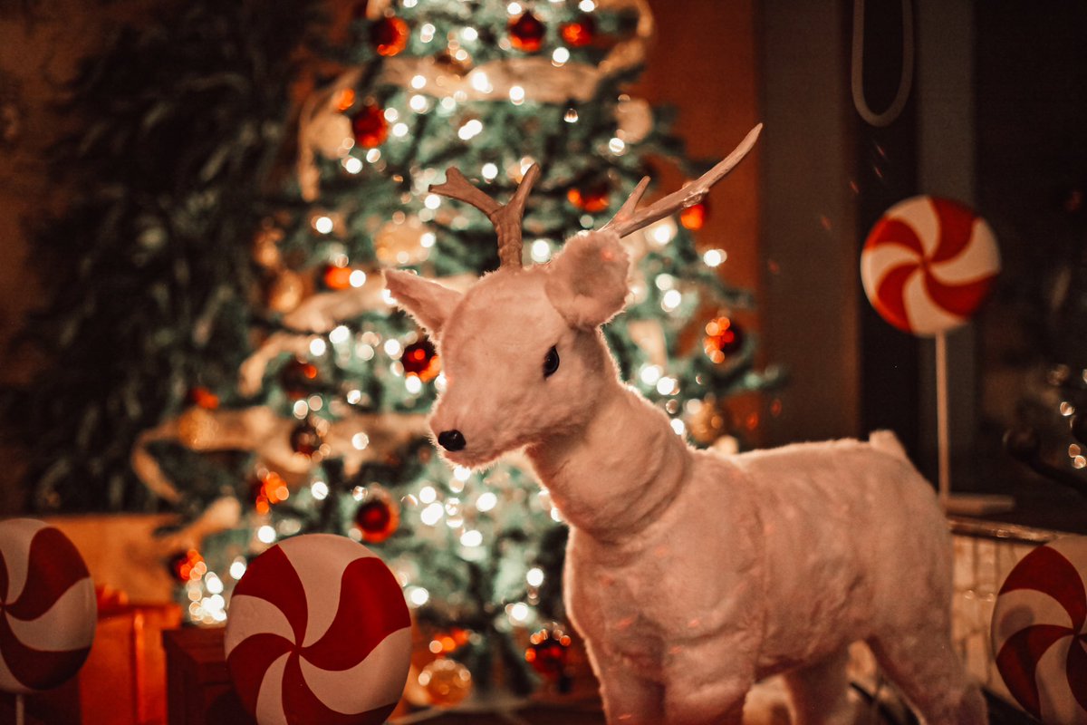 Carleone_lr's tweet photo. Descubre la historia detrás de este símbolo navideño que une generaciones y nos recuerda la importancia de celebrar en familia🎄✨.

👉 Lee más sobre esta hermosa tradición y déjate envolver por el espíritu navideño: https://t.co/KAZObQXWlK

#EspírituNavideño #ÁrbolDeNavidad https://t.co/FB7362PlKg