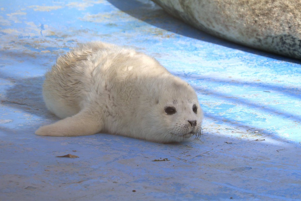 🚨 ⚠️ SEAL THREAD ⚠️ 🚨 
DO NOT OPEN IN PUBLIC