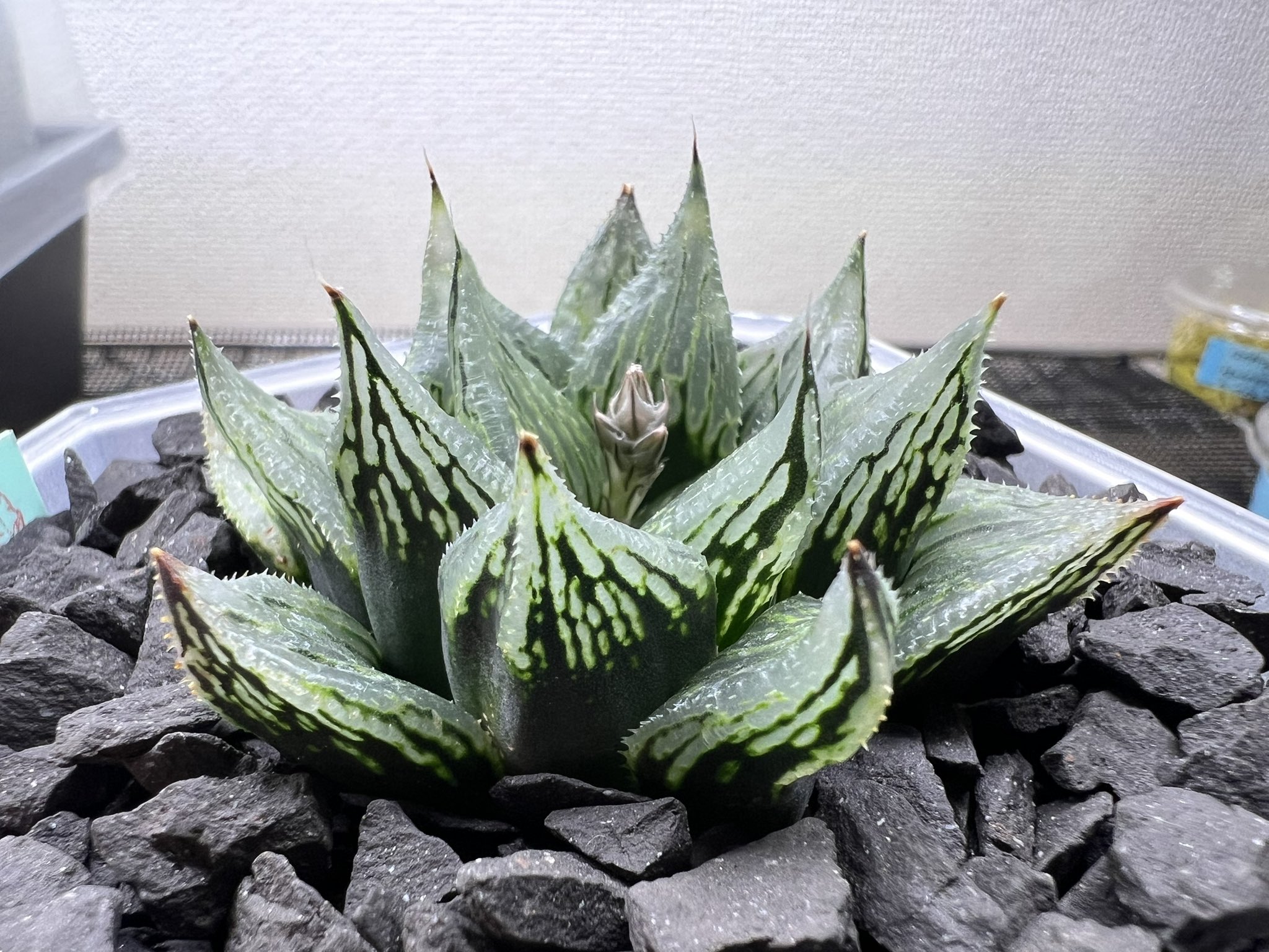 ハオルチア ナイルの一滴（二苗セット販売）（ハオルチア