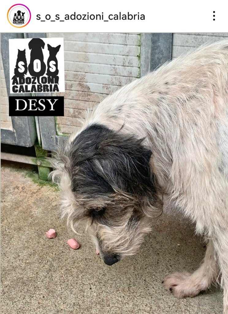 MonicaOrsini8's tweet photo. Desy 4 anni è un #segugio appena arrivata in #canile ed è terrorizzata, Dio solo sa cosa ha patito. Ha bisogno di una famiglia 🆘3289633366 #Calabria #AdoptDontShop #SosCani #adozionecani #canicercacasa #Cosenza #adottanoncomprare #adottauncanedalcanile #adozionidelcuore https://t.co/XebI6HFSjR