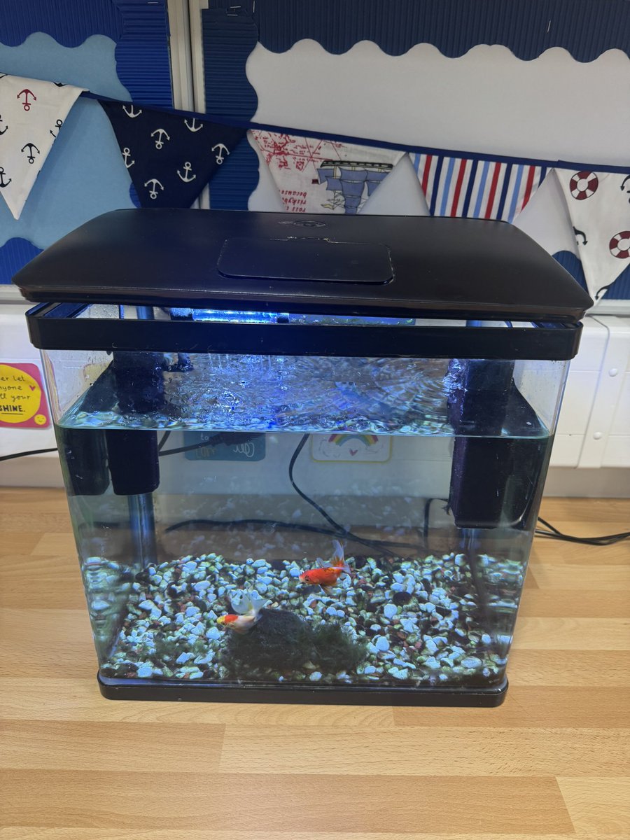 Everyone meet Bubbles &amp; Goldie our newest additions to The Harbour 🐠🫧⚓️

“I’ve always wanted a class pet” - our pupils are so excited 💛