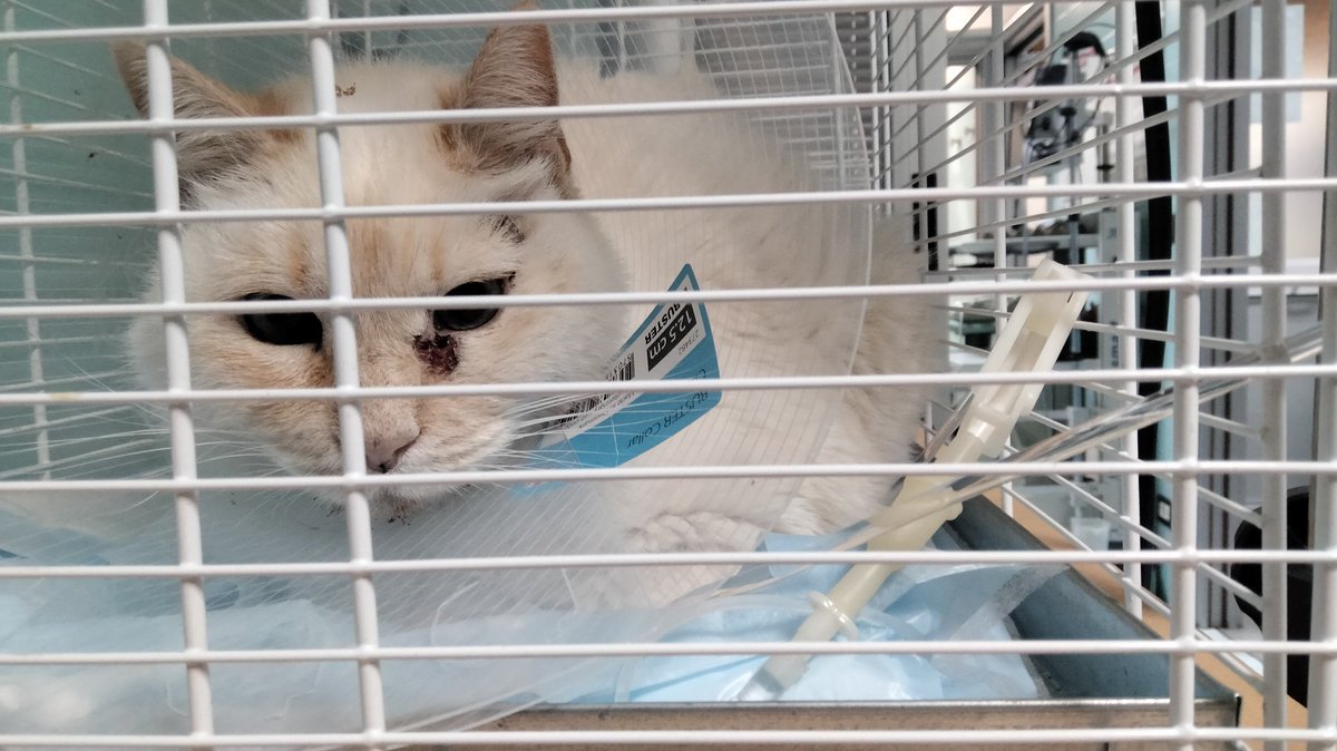 Mokita30's tweet photo. E perchรฉ non bastava il tumore, no...erano necessarie anche le crisi epilettiche ๐ฅบ๐ญ๐ญ
#Catsick https://t.co/PokcGwA1lT