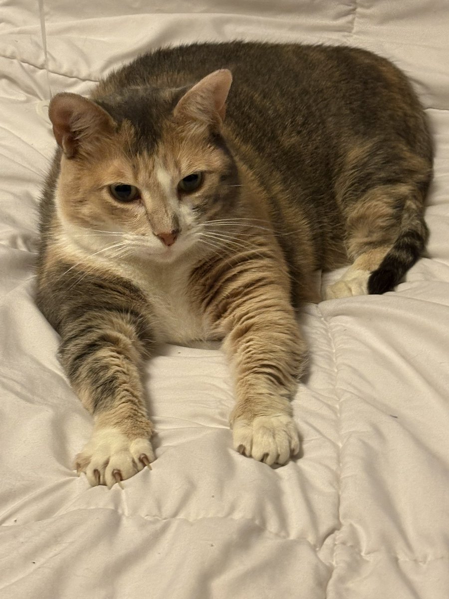 HellionCreation's tweet photo. @madyaxx Does a stubby cat named Stubs help? https://t.co/n2C5Gla1bF
