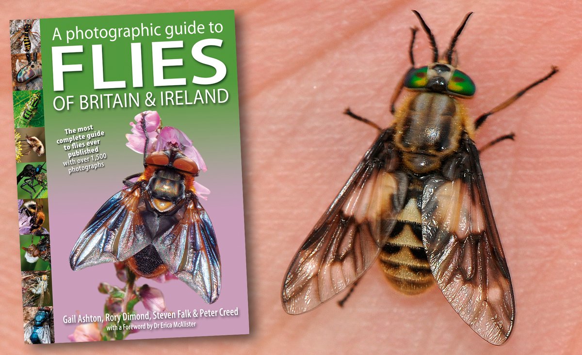 NatureBureau (@naturebureau) on Twitter photo Twin-lobed Deerfly bites a willing victim – I bet that hurt! Can't wait to start laying out the Horseflies pages for our #FliesofBritainandIreland to be published Oct 2025. Pre-order here bit.ly/4dqQI8Z <a href="/StevenFalk1/">Steven Falk</a> <a href="/gailashton/">Gail Ashton 💚🪲🌍</a> <a href="/Ecoentogeek/">Rory Dimond 🌼🪰🌼🐝🌼🦟</a> <a href="/flygirlNHM/">Dr Erica McAlister</a> <a href="/BBOWT/">BBO Wildlife Trust</a> <a href="/TVERC1/">Thames Valley Environmental Records Centre</a> Twin-lobed Deerfly bites a willing victim – I bet that hurt! Can't wait to start laying out the Horseflies pages for our #FliesofBritainandIreland to be published Oct 2025. Pre-order here bit.ly/4dqQI8Z <a href="/StevenFalk1/">Steven Falk</a> <a href="/gailashton/">Gail Ashton 💚🪲🌍</a> <a href="/Ecoentogeek/">Rory Dimond 🌼🪰🌼🐝🌼🦟</a> <a href="/flygirlNHM/">Dr Erica McAlister</a> <a href="/BBOWT/">BBO Wildlife Trust</a> <a href="/TVERC1/">Thames Valley Environmental Records Centre</a>