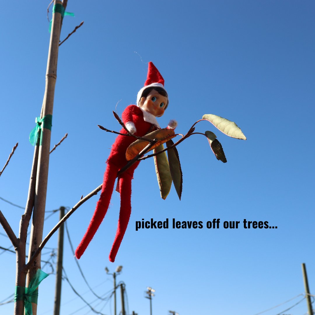 treescharlotte tweet media