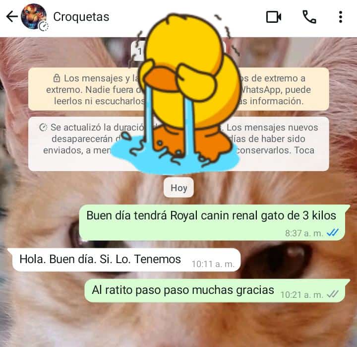 WENDY87418880's tweet photo. está semana pude pagar las primeras vacunas de los perritos, pero dentro 15 días,hay que poner la segunda vacuna, Masha sigue enfermita,al igual Quique problema renal,y ela de sus dientes,hoy hay que comprar royal para gato nos echan una patita what's 5561081716 @Luiz_Garfiel https://t.co/tY76BtdS1d