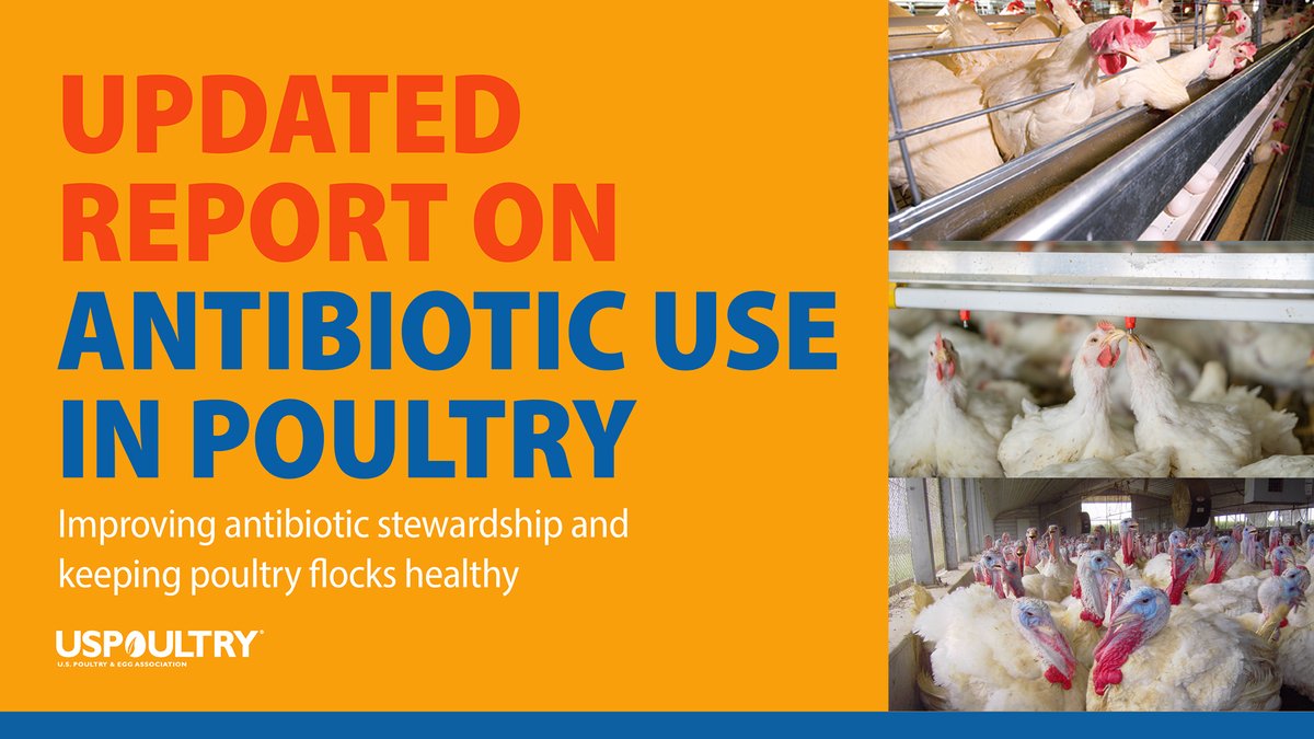 USPOULTRY1947's tweet photo. Updated research, supported by #USPOULTRY, was released today quantifying the U.S. poultry industry’s on-farm antibiotic use. The updated report shows continued improved antibiotic stewardship and commitment to disease prevention within poultry production.
https://t.co/NBDk33uvhw https://t.co/ogBgAEBXbI