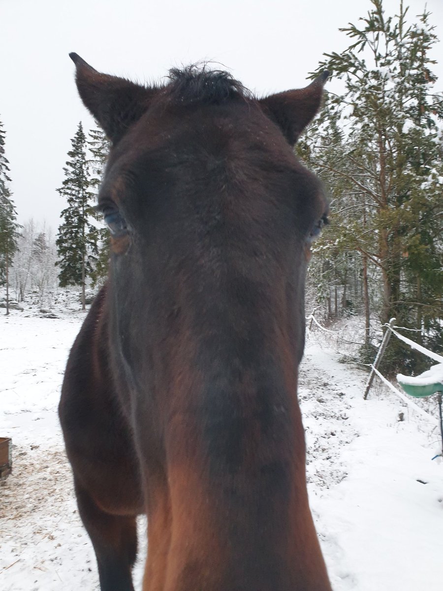 flugan05's tweet photo. @alIthemadmen Själv har man en mamma som kan fotografera helt gratis, medan en själv tar bilder som ser ut som den sista https://t.co/VjlYJRRO7W