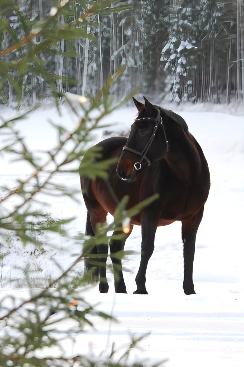 flugan05's tweet photo. @alIthemadmen Själv har man en mamma som kan fotografera helt gratis, medan en själv tar bilder som ser ut som den sista https://t.co/VjlYJRRO7W